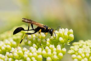 ​Mud Dauber Sting: Mild Sting or Real Risk? cover
