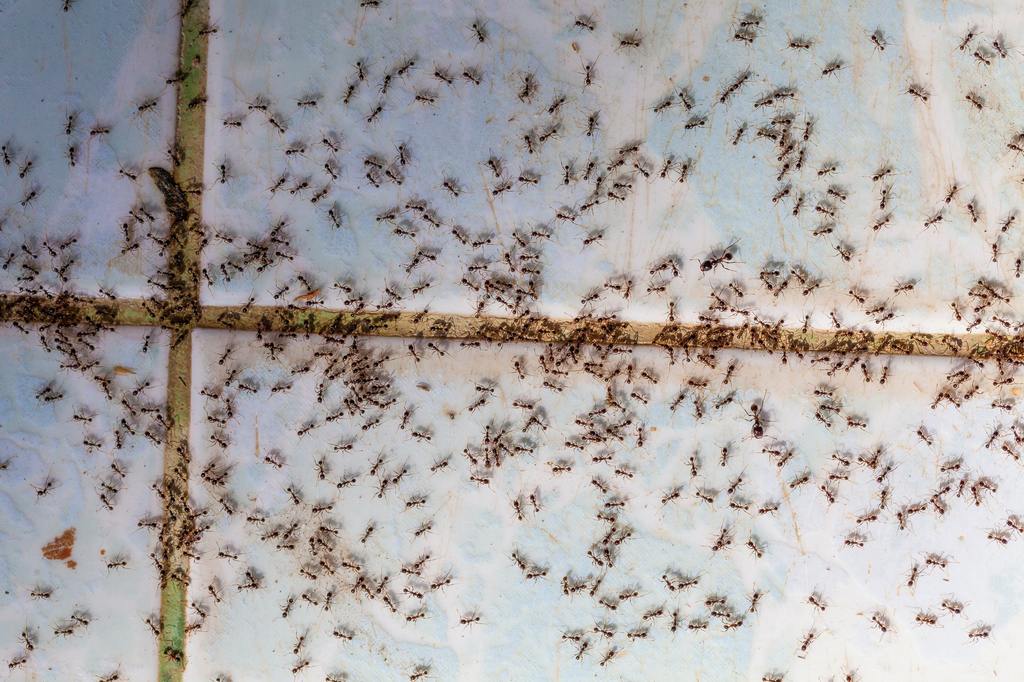 Ants in house on the wall angleants walk on the tile floor.