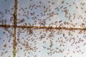 Ants in house on the wall angleants walk on the tile floor.
