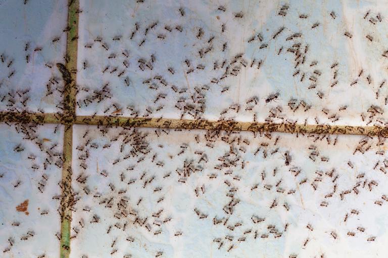 Ants in house on the wall angleants walk on the tile floor.
