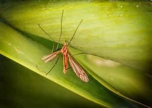 ​Do Crane Flies Bite? cover