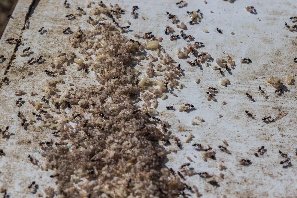 Red ants with eggs on a white table