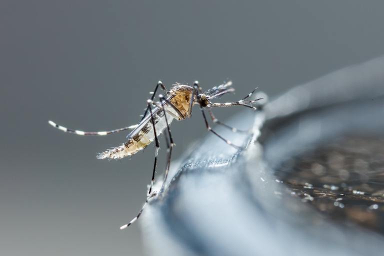Close up newborn aedes albopictus mosquito, pest animal, contagion