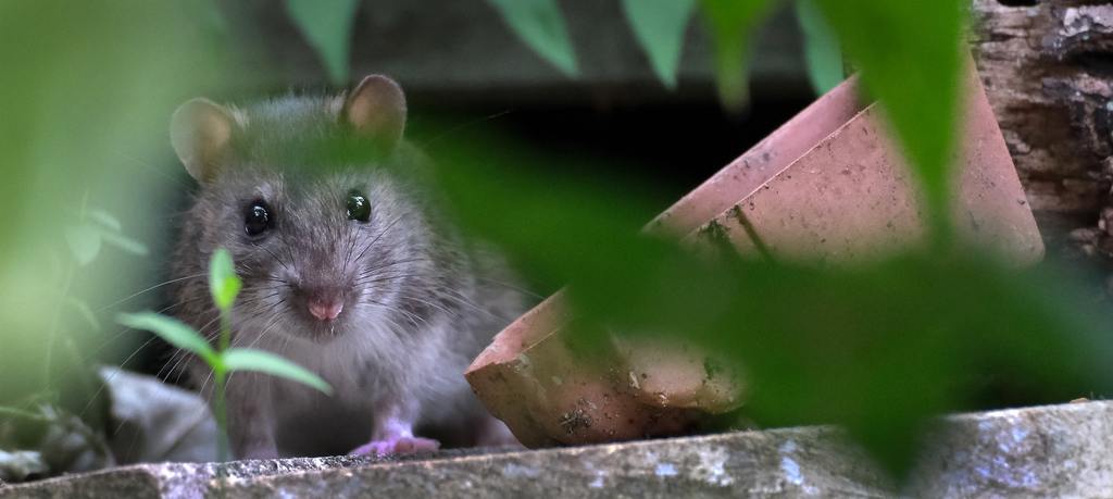 ​Hantavirus: What Homeowners Should Know cover