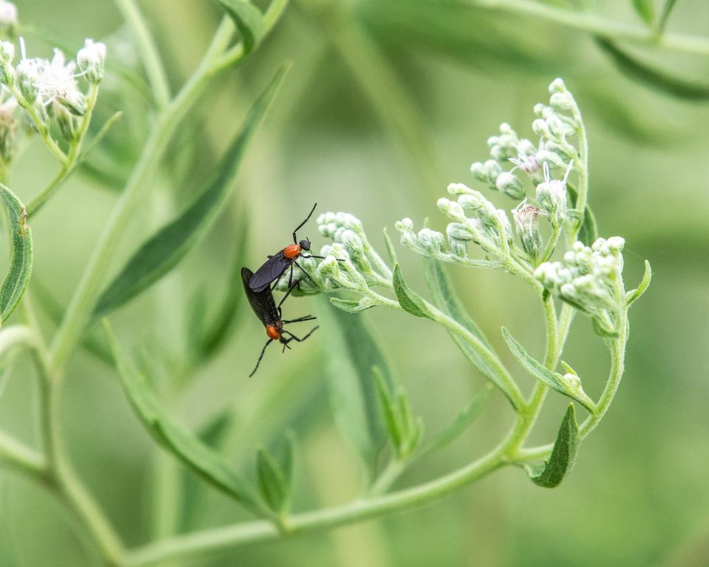 ​Love Bugs: Why They Swarm, When They Peak, and What Homeowners Should Actually Do cover