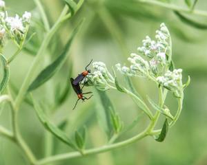 ​Love Bugs: Why They Swarm, When They Peak, and What Homeowners Should Actually Do cover