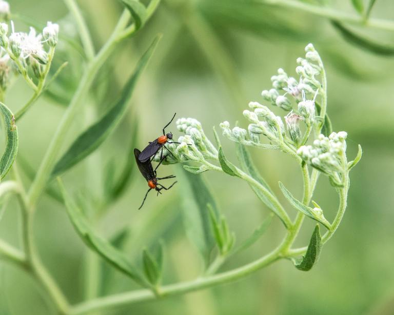 ​Love Bugs: Why They Swarm, When They Peak, and What Homeowners Should Actually Do cover