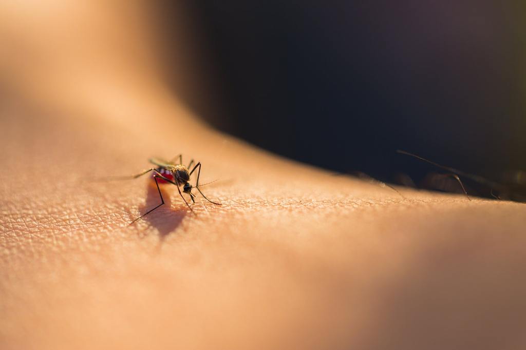 ​Why You Still Have Mosquitoes After Spraying, and What You're Missing cover