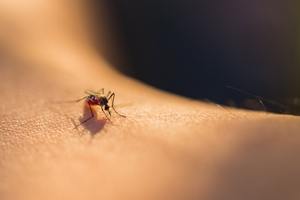 ​Why You Still Have Mosquitoes After Spraying, and What You're Missing cover