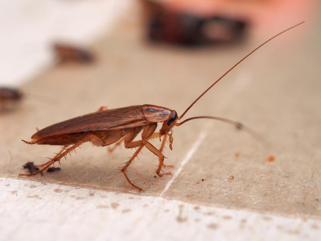 A cockroach stuck to sticky paper. Home of the harmful insect. Close up.