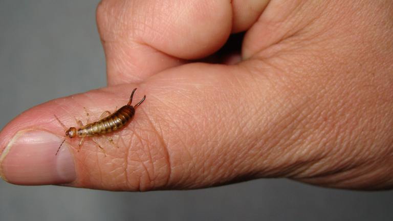 ​Earwigs in the House: Why They Show Up cover