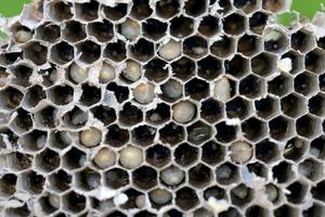 ​Paper Wasp Nest: How to Identify, Locate, and Take Action cover