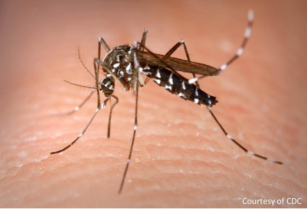 ​7 Common Mosquito Myths That Are Keeping Them in Your Yard cover