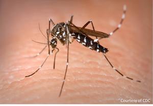 ​7 Common Mosquito Myths That Are Keeping Them in Your Yard cover