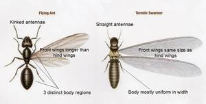 ​Termite Wings vs Flying Ant Wings: What Homeowners Should Notice First cover
