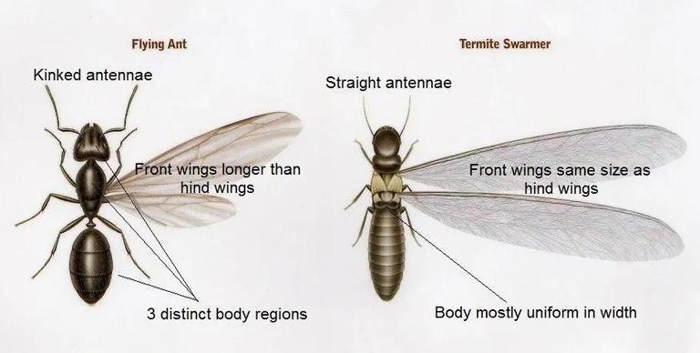 ​Termite Wings vs Flying Ant Wings: What Homeowners Should Notice First cover