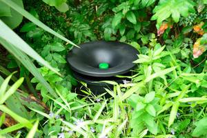 ​Where Mosquitoes Hide During the Day (And Why You're Not Seeing Them) cover