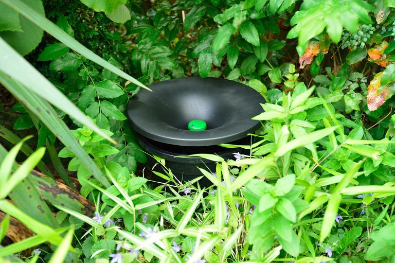 ​Where Mosquitoes Hide During the Day (And Why You're Not Seeing Them) cover