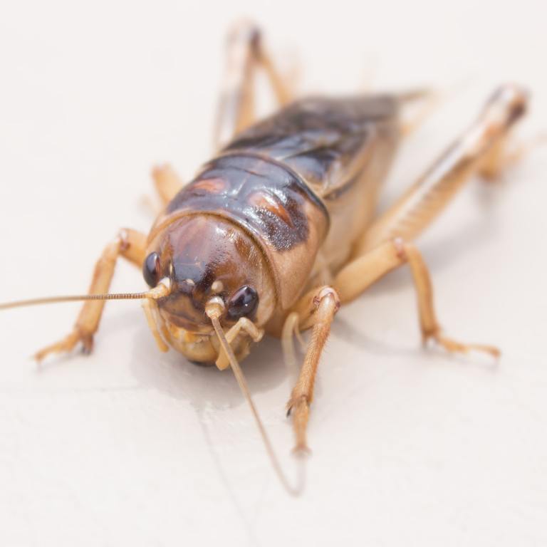 ​Spider Cricket: Why They Show Up in Your Home cover