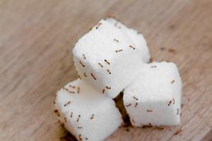 ​Sugar Ants in the House: Why They Show Up and How Homeowners Can Stop Them cover