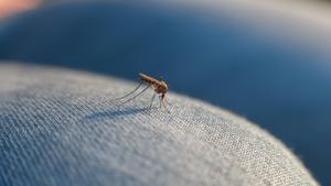 The bite of a mosquito on human body through the fabric on the leg