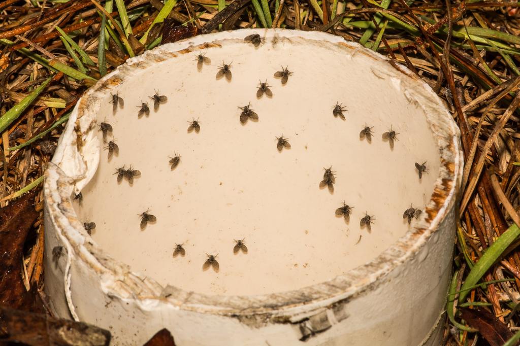 ​How to Get Rid of Drain Flies: What Should You Check First cover