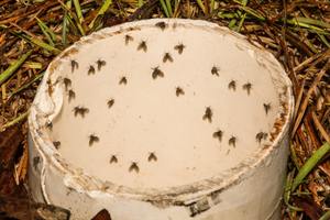 ​How to Get Rid of Drain Flies: What Should You Check First cover