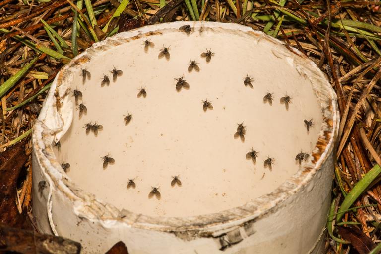 ​How to Get Rid of Drain Flies: What Should You Check First cover