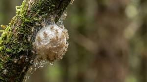 Found a Spider Egg Sac? cover
