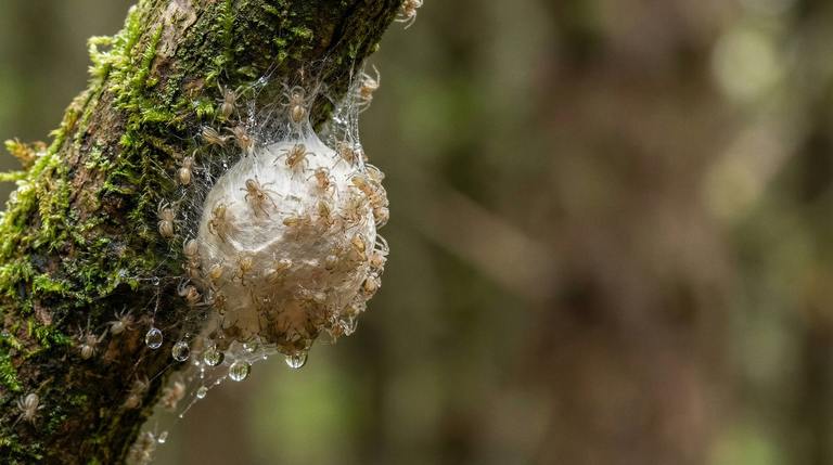 Found a Spider Egg Sac? cover