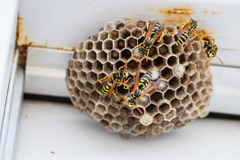​Yellow Jacket Nests: What Homeowners Should Know Before Someone Gets Stung cover