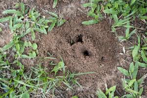 ​Fire Ant Control: How to Protect Your Yard Before Mounds Take Over cover