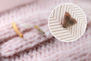 clothes moth caterpillar, larva, crawls on woolen jacket, eats wool, brown insect, Clothes moth, selective focus, Prevention and methods for combating pests, destruction, damage to clothes in house