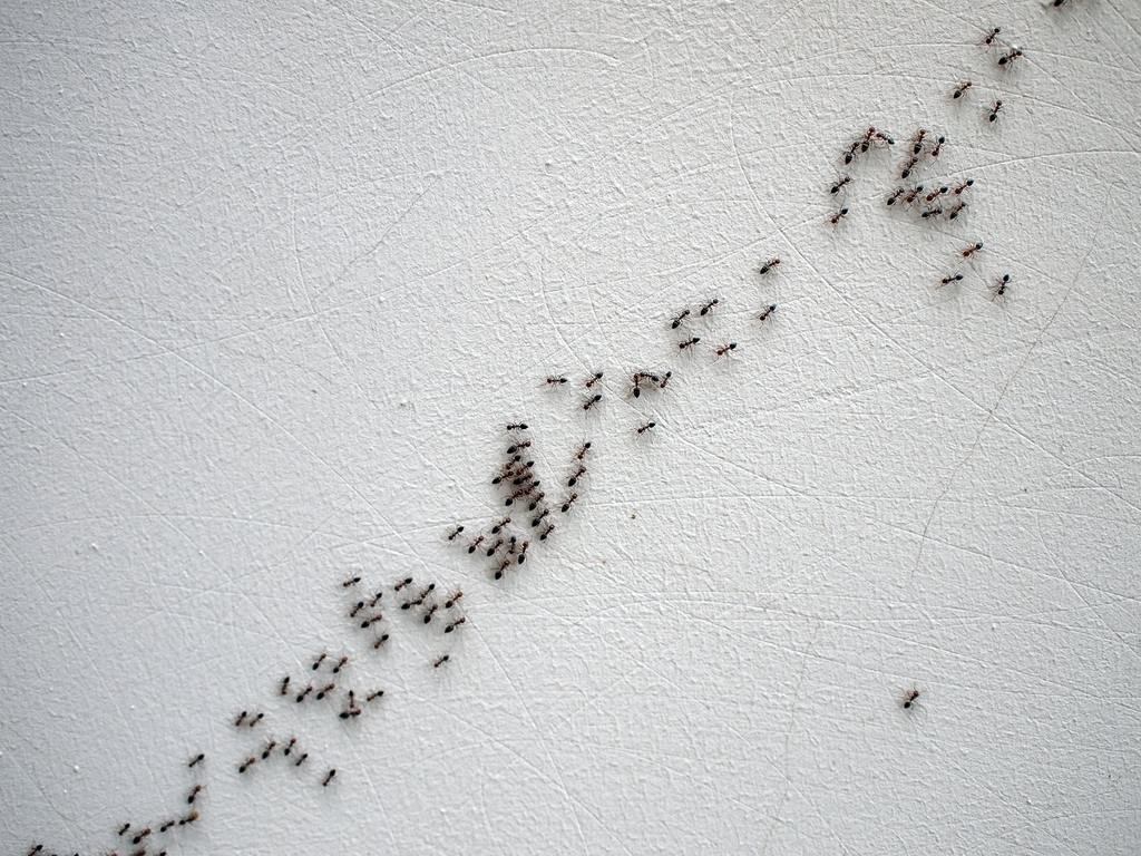 Black ants are following each other in a chain on a white wall on a diagonal image