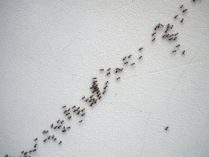Black ants are following each other in a chain on a white wall on a diagonal image