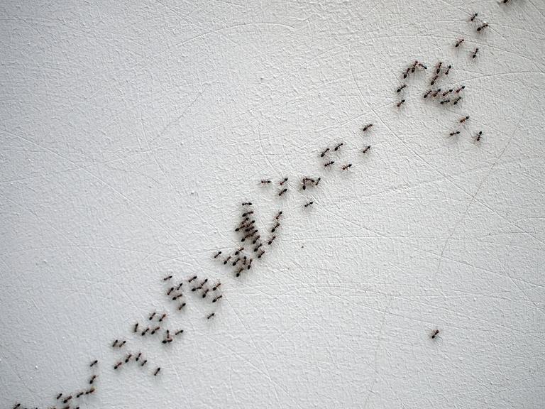 Black ants are following each other in a chain on a white wall on a diagonal image