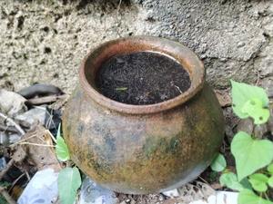 ​Mosquito Larvae in Your Yard: What They Look Like, Where They Hide, and How to Stop Them cover