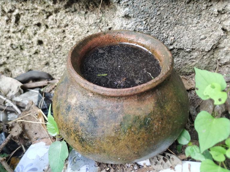 ​Mosquito Larvae in Your Yard: What They Look Like, Where They Hide, and How to Stop Them cover