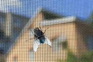 Fly on window screen, closeup