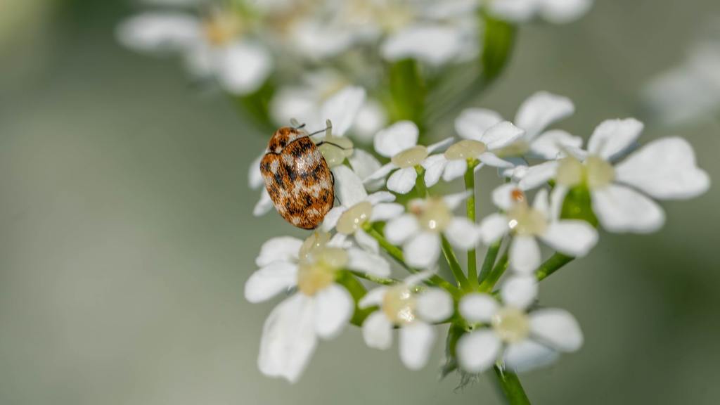 Bio Diversity - Bug - Anthrenus verbasci - Carpet Beetle in the Wild - Pest Control. High quality photo