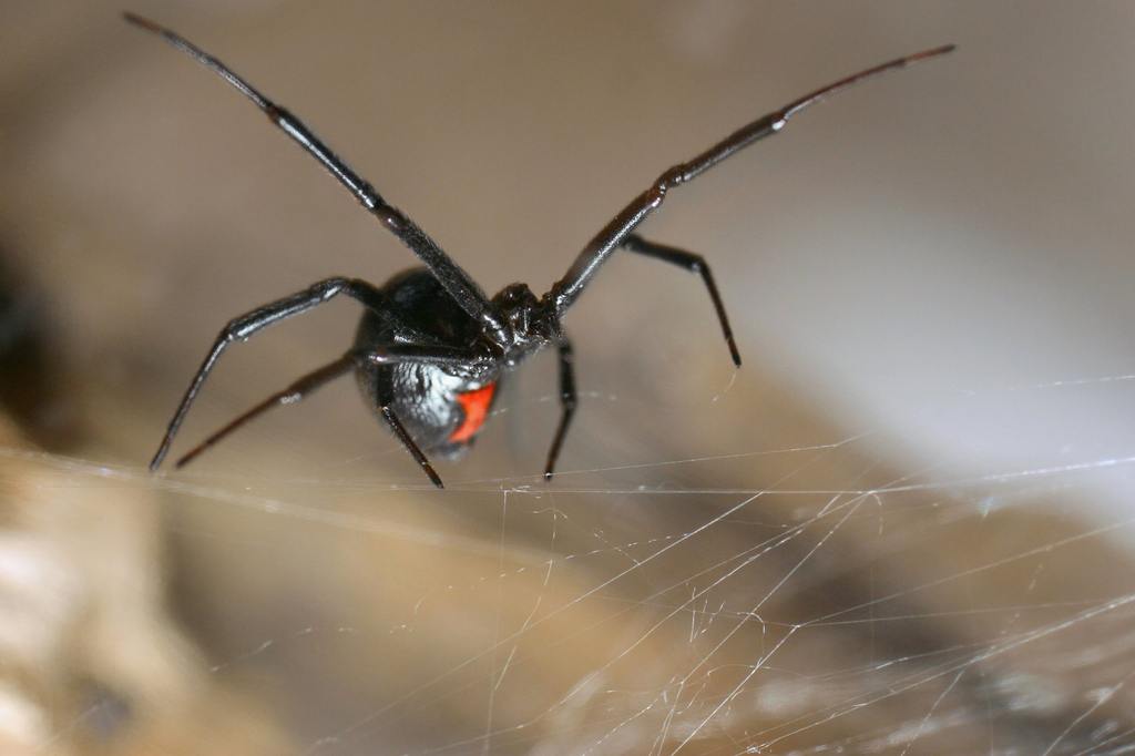 Black Widow Spider: The Eight-Legged Homebody Hiding in Plain Sight cover