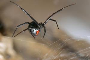 Black Widow Spider: The Eight-Legged Homebody Hiding in Plain Sight cover
