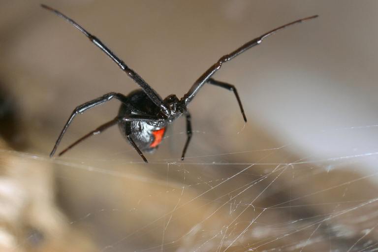 Black Widow Spider: The Eight-Legged Homebody Hiding in Plain Sight cover