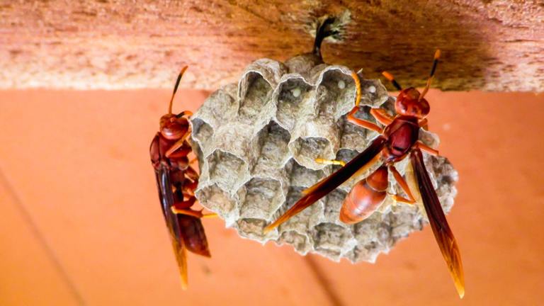 ​Wasp Nest Removal: How Homeowners Can Stay Safe Around Active Nests cover