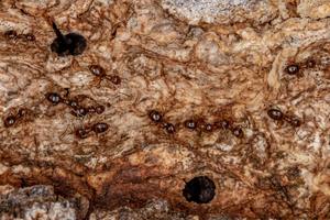 Small Adult Rover Ant of the Genus Brachymyrmex