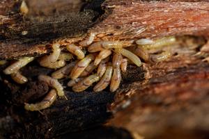 Subterranean Termite Treatment: Before, During, and After Service cover
