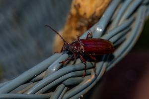 ​Brown Prionid Beetle: What Are They? cover