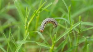 View of Caterpillar Walking on Small PEace of Grass