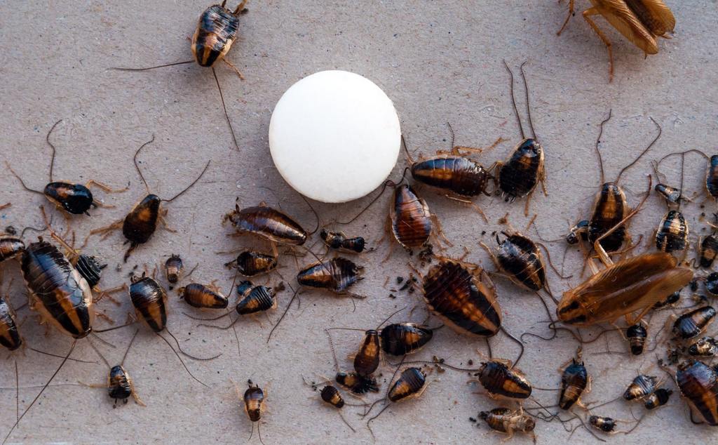 ​Cockroach Infestation: 9 Signs Roaches Are Hiding in Your Home cover