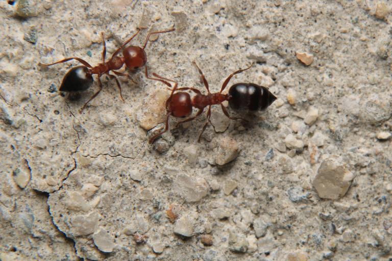 ​Florida Carpenter Ants: Find the Source and Protect Your Home cover